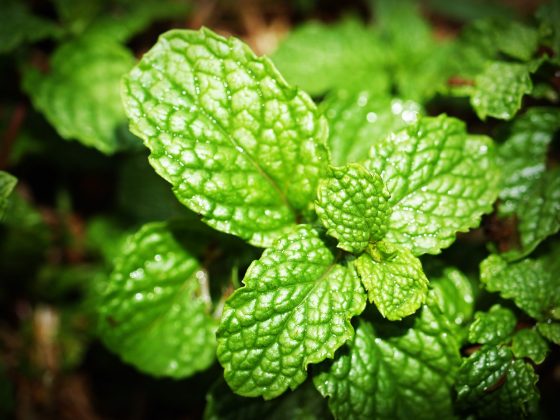 Mint Greens for Smoothie