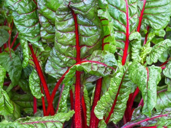 Swiss Chard Greens for Smoothie